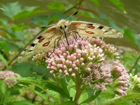 Amphipyra ? - Parnassius apollo e Spodoptera cilium